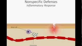 The Inflammatory Response