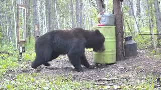 МЕДВЕДЬ И ЗЕРКАЛО. BEAR AND MIRROR.