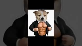 Perro Mamey #memesmuyxd #memes #viralshort #humor #youtube #viralvideo #video #viralvideo