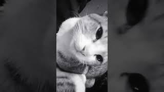 if you see the full video you can see the original cuteness of cat by HD hypertech  channel 