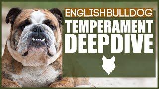 Everything You Need To Know - ENGLISH BULLDOG TEMPERAMENT