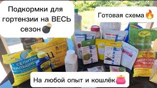 Для пышного цветения гортензии - подкормки на сезон: на любой опыт, занятость, бюджет. Готовая схема