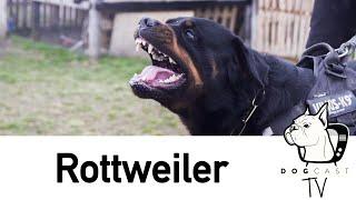 The Rottweiler dog breed - DogCast TV S01E05