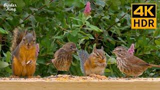 Cat TV for cats to watch  Baby birds and mother squirrels  8 hours(4K HDR)