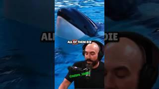 The Secret Intelligence of Dolphins and Orcas – Joe Rogan & Phil Demers