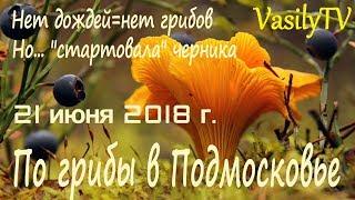 По грибы в Подмосковье 21 июня 2018 гНет дождей=нет грибов. Но… «стартовала» черника