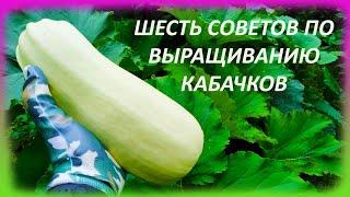 ШЕСТЬ советов как выращивать КАБАЧКИ и ЦУКИНИ при в открытом грунте. Выращивание кабачков и цукини.