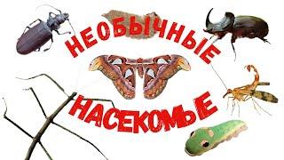 Insects for children. Unusual insects. Educational video.