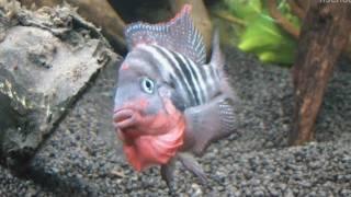 [HD] Flaring Firemouth cichlid / Feuermaulbuntbarsch @ Zierfische & Aquarium 2010 [25/53]