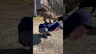 Baby Goat Yoga with GBaby #goat #goats #goatyoga