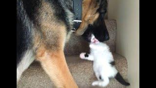 Dog Carries Kitten Upstairs