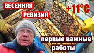 Первые весенние работы на пасеке Весенняя ревизия пчел