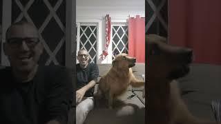 Jealous Dog Interrupts Hand-Holding by Putting His Paws In Between