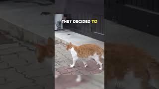 This cat won't leave the restaurant ️