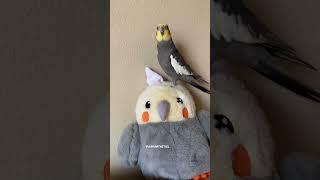 Cockatiel moves his beak cutely while he whistles #yumyumthetiel #bird #cockatiel #parrot #pet #cute