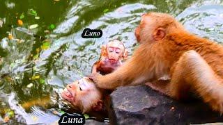 Big monke tries to stop Luna from taking Luno swimming in this huge pond.What happened?