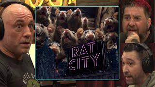 The RAT Population In NY Is Completely Out Of Control “CRAZY” | Joe Rogan