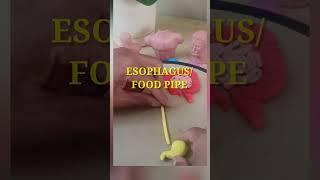Science Activity | Digestive System | Learn with Clay #scienceactivity #clayart #tutorial #kidsart