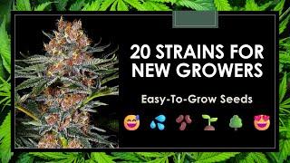 The 20 Best Strains for Beginner Growers: Easy-to-Grow Seeds