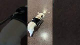 Honest review of Service Dog Vest