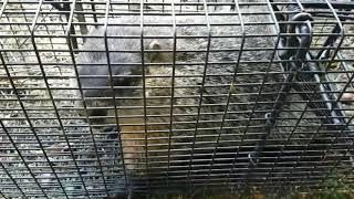 Nasty Groundhog removal