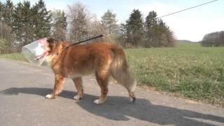 Ross and his Novaguard Recovery Protection Collar