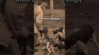 Dogs That Survived in Chernobyl #dogs #chernobyl