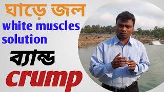 EP 14 VANNAMEI CULTURE 2023 - white muscles- crump- complete solution tips by ashim jana