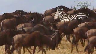 Mara Plains - Great Plains - Kenya