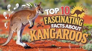 Top 10 Fascinating Facts About Kangaroos #top10#wildlife#animals#kangaroo#facts #Australis