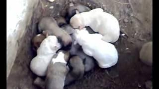 my bitch 9 puppies