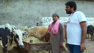 55 lakhs for cow sacrifice ?| Rana Ijaz Official #eidspecialprank#ranaijazfunnyvideo