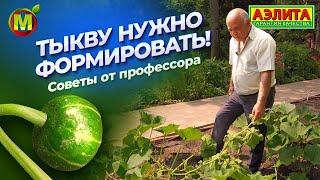 КАК ФОРМИРОВАТЬ ТЫКВУ?