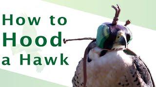 How To Hood A Hawk | why do hawks wear hats? | Good to the Hood