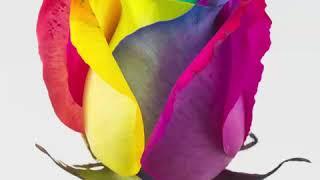 Tinted roses from Excellent Flowers Inc