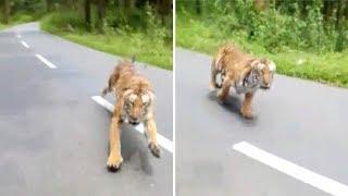 Tiger Attacks Motorbike