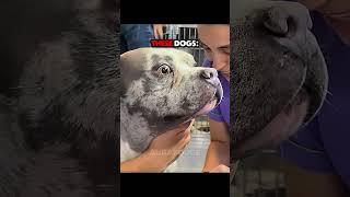 Last Dog Got Revenge | Other Dogs At The Vet