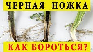 Черная ножка у рассады – как бороться препараты и народные средства.