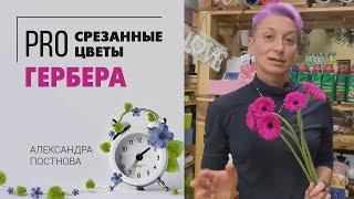 Мини гербера - милота ромашки. Что нужно знать про герберу, чтобы она стояла в вазе долго.