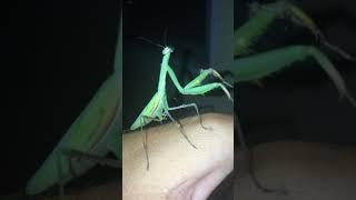 Into the #wild with #Natural #Soldiers, #bogomoljka, #Praying #mantis #hunting in #bosnia