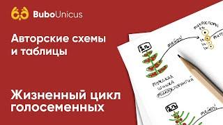 Жизненный цикл голосеменных | БИОЛОГИЯ ЕГЭ | Лина Клевер