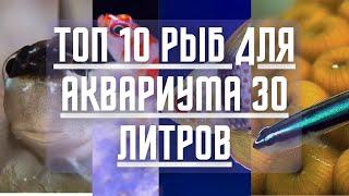 Лучшие рыбы для МАЛЕНЬКОГО МОРСКОГО аквариума