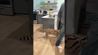 Feeding an African Serval