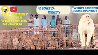 200 MONKEYS TRAPED 3 DOORS || RMC MONKEY CATCHER