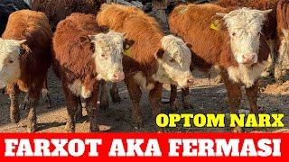 FARXOT AKA 1-QO'L OPTOM NARXDA ️983015737 SOTILADI ️983119758 BUQALARI ZO'R