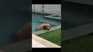 One little accident ️#dog #cute #pets #funny