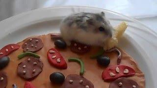 Смешной хомяк кушает пиццу !!!!!    funny hamster