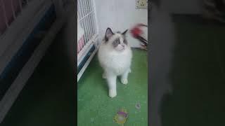 CUTE AND FUNNY CAT , BABY CUTE CAT VIDEOS 97