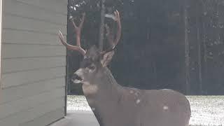 Big Buck in my driveway