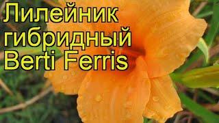 Лилейник гибридный Берти Феррис. Краткий обзор, описание характеристик hemerocallis Berti Ferris